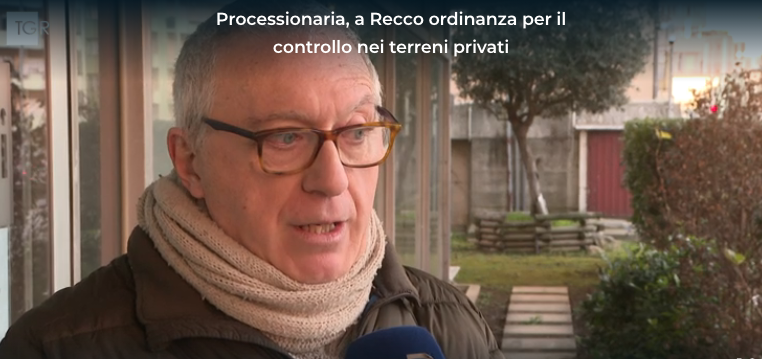 Processionaria: ordinanza per il controllo degli alberi nei terreni privati